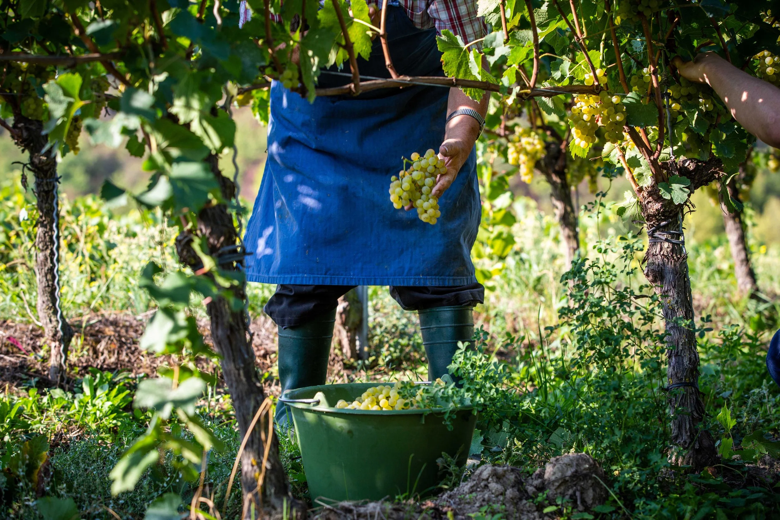 Weinleser erntet weiße Trauben in einem Weingarten.