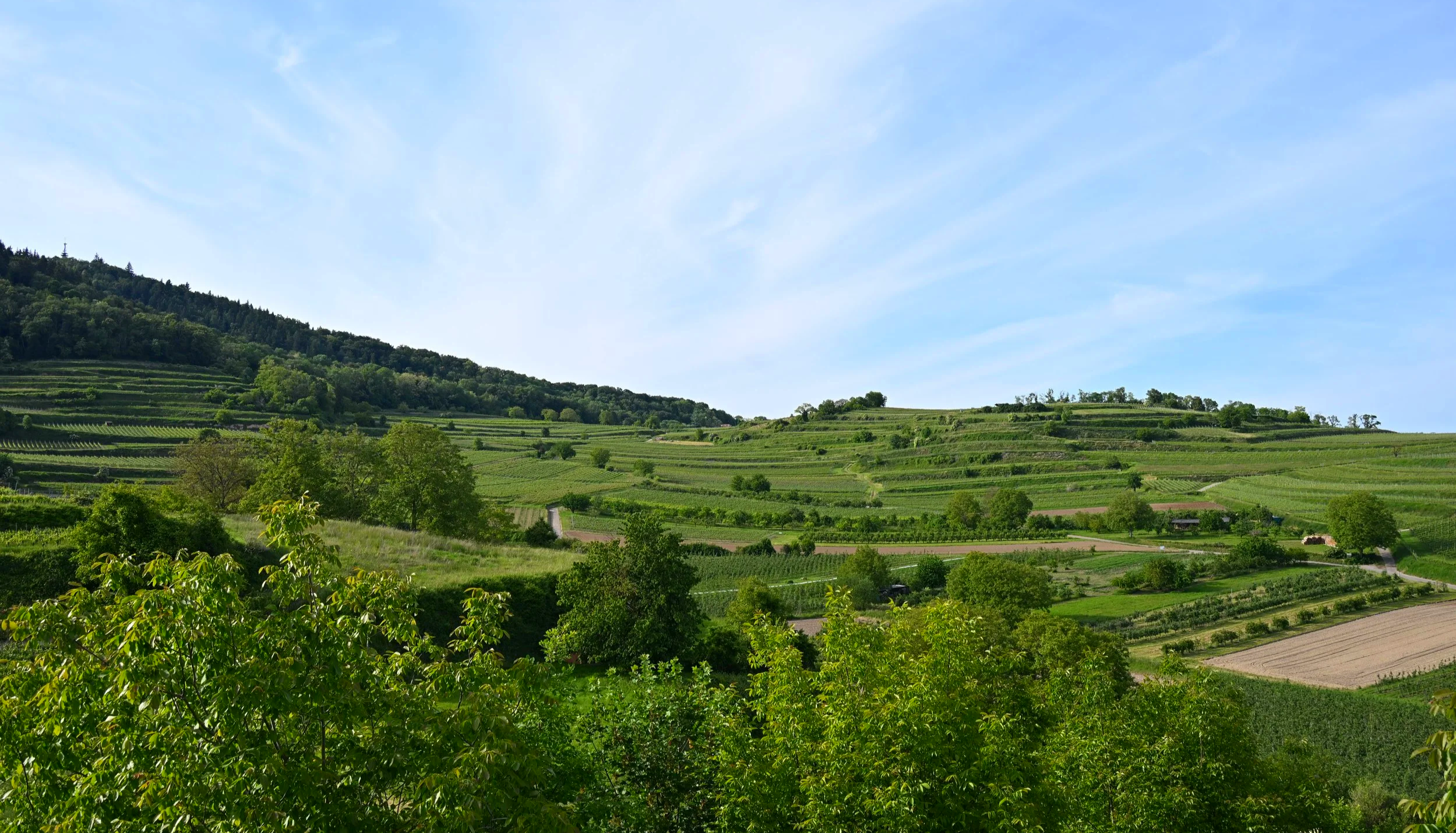 Ein grünes, terrassiertes Weinfeld in einer hügeligen Landschaft unter einem blauen Himmel.