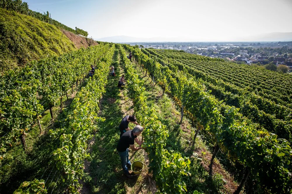 Menschen ernten Trauben in einem Weinberg auf einem Hügel mit Blick auf eine Stadt im Hintergrund.