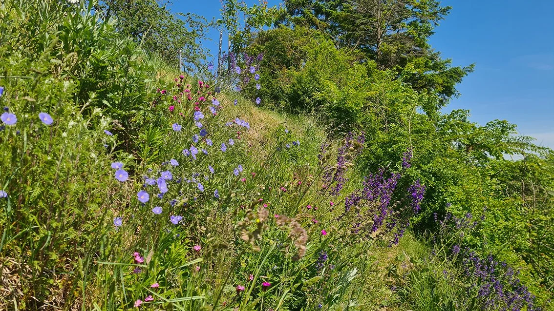 Blick auf einen hügeligen Weg mit bunten Wildblumen, umgeben von grünen Bäumen und einem blauen Himmel.