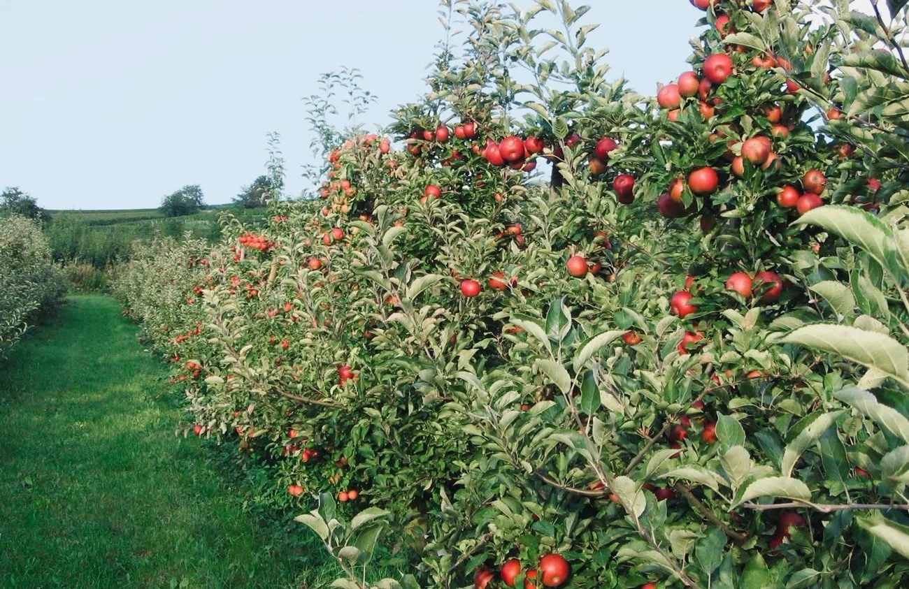 Apfelbäume mit roten Äpfeln in einem Obstgarten
