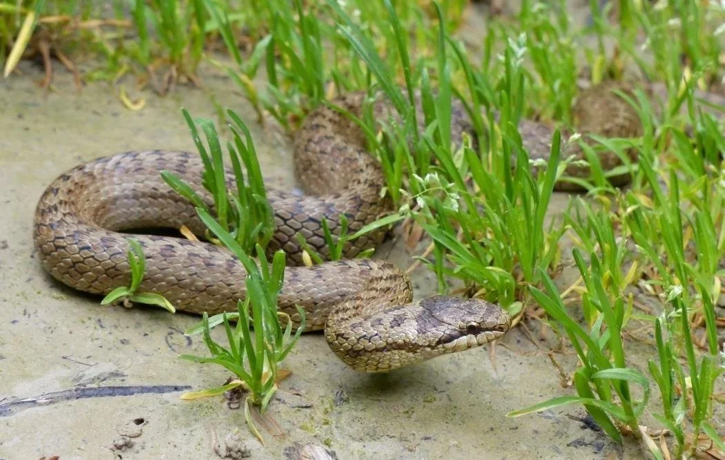 Eine Schlange im Gras auf schlammigem Boden.