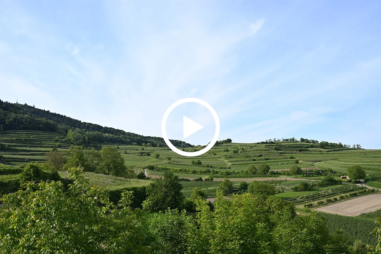 Geplanter Phonolithabbau am Kaiserstuhl im Bereich der Endhahle im Schambachtal Bötzingen und Eichstetten.
