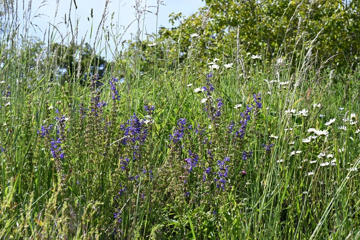 Gras-und Wildblumenwiese mit violetten und weißen Blumen unter blauem Himmel.
