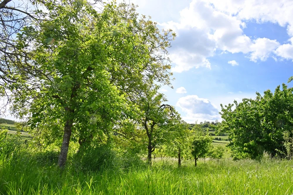 Ein grüner Wiesenbereich mit mehreren Bäumen unter einem blauen Himmel mit Wolken.