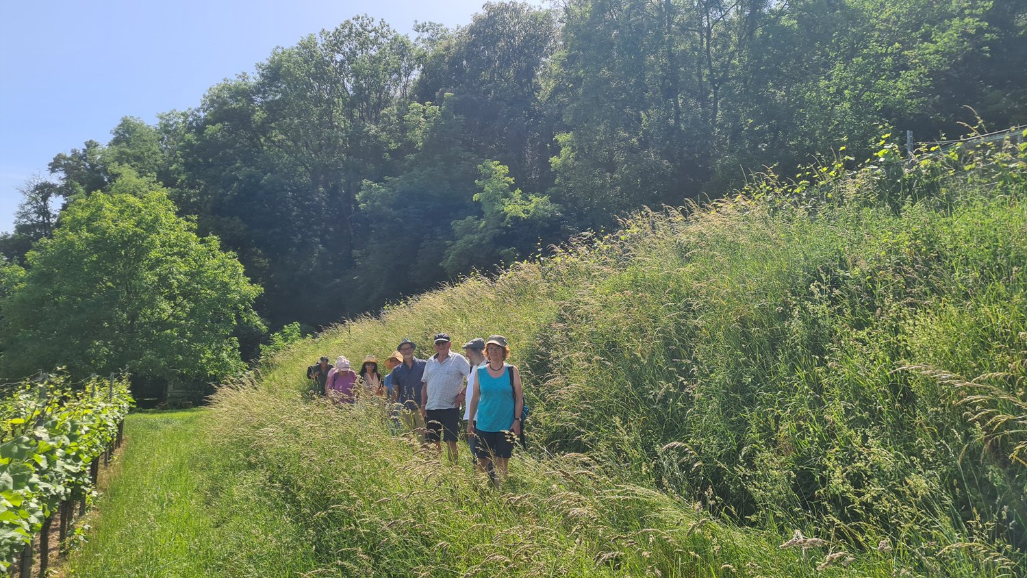 Gruppe von Menschen wandert an einem sonnigen Tag durch eine grüne, bewaldete Hanglage, umgeben von hohem Gras und dichten Bäumen.