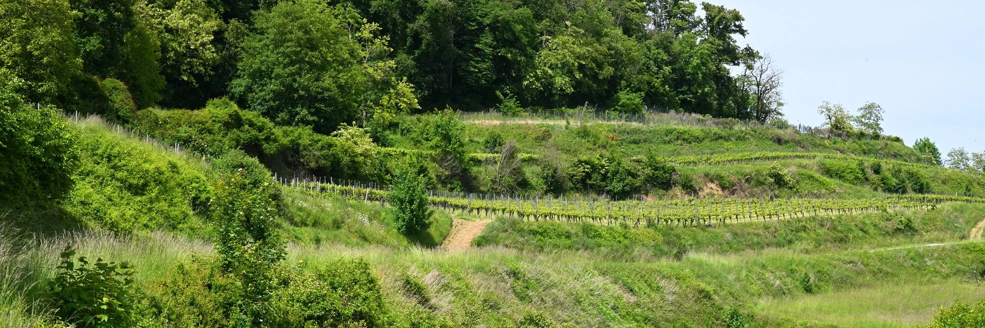 Kaiserstuhl, Endhahle, Schambachtal