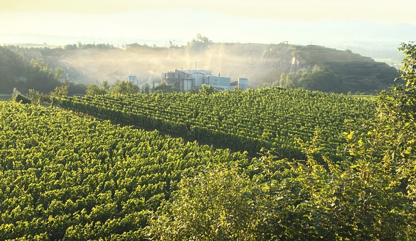 Grüner Weinberg mit Fabrik im Hintergrund, Hügel in der Ferne
