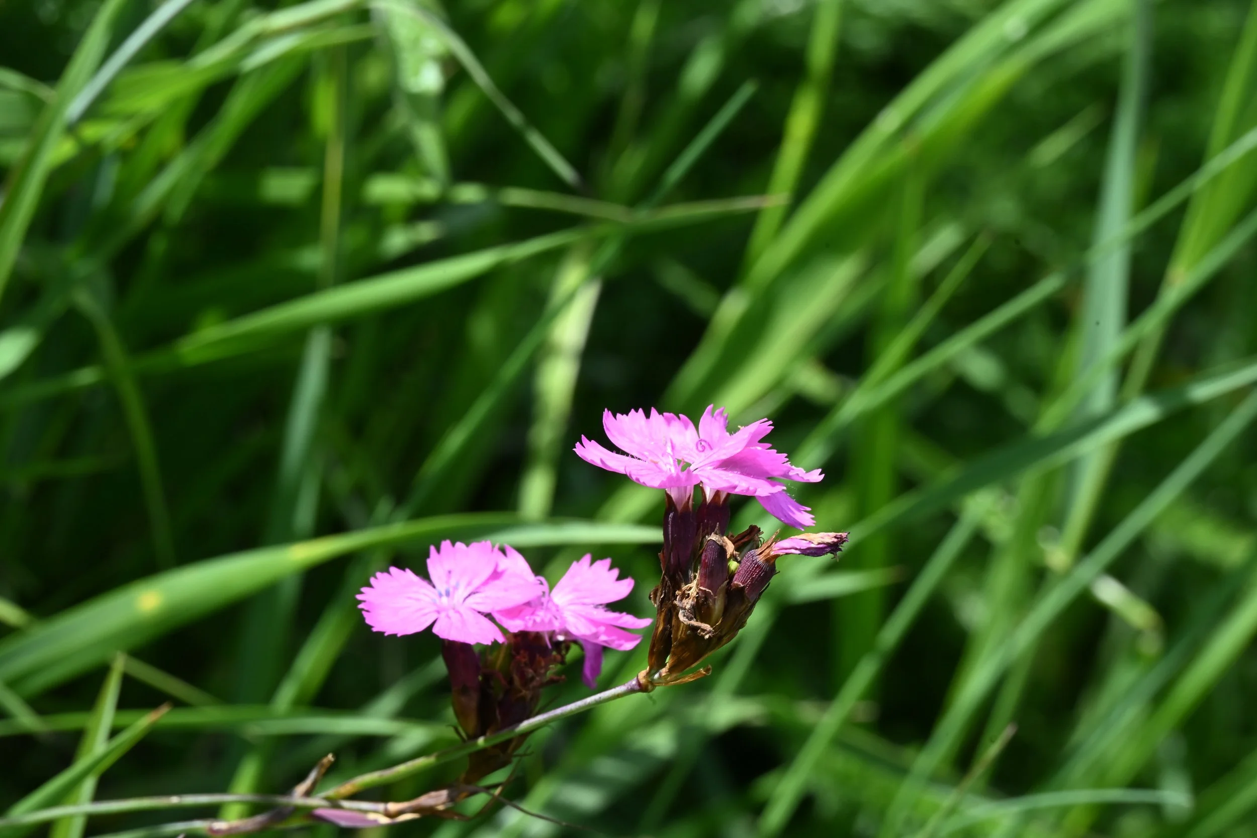 Bunte Blumen mit pinken Blüten in grünem Gras