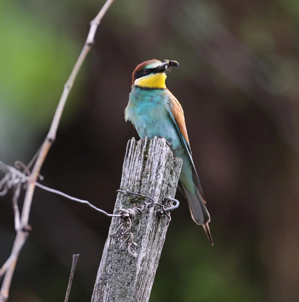 Ein bunter Vogel, der auf einem alten Holzpfosten sitzt und eine Ameise im Schnabel hält, vor einem unscharfen grünen und braunen Hintergrund.