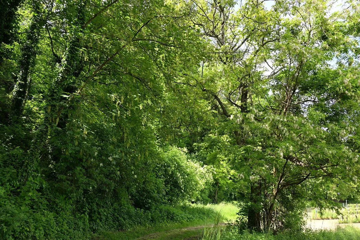 Ein grüner Wald mit vielen Bäumen und einem Weg im Vordergrund, sonnig und blühende Äste.