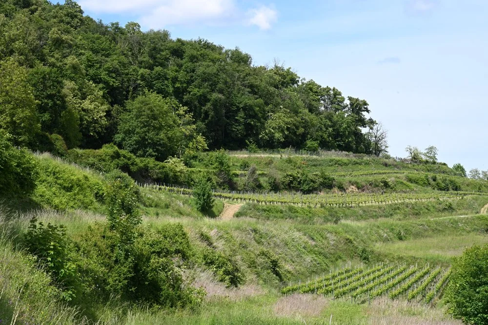 Hügellandschaft mit Weinbergen und umgebenden Bäumen unter einem blauen Himmel.