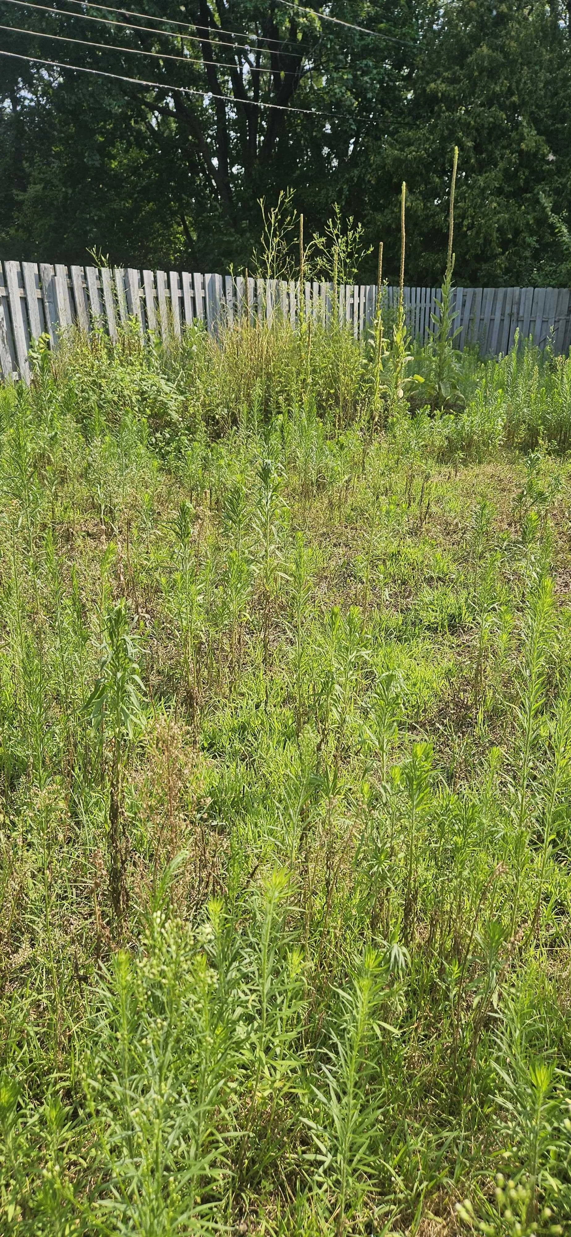 A backyard with a tall wooden fence, green plants, and weeds growing in a grassy area under a cloudy sunny sky.