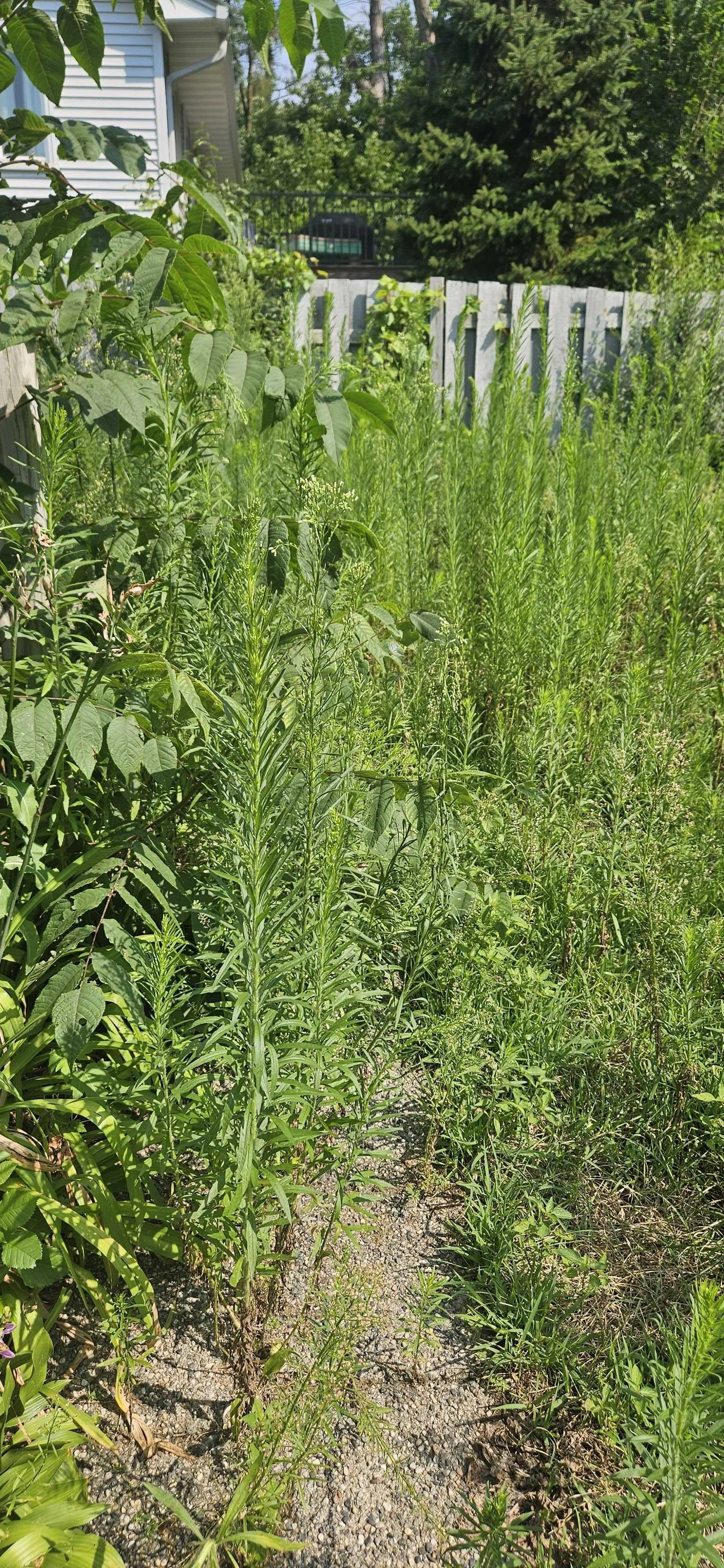 Overgrown pathway in a backyard with various green plants and a white picket fence, house and trees in the background.