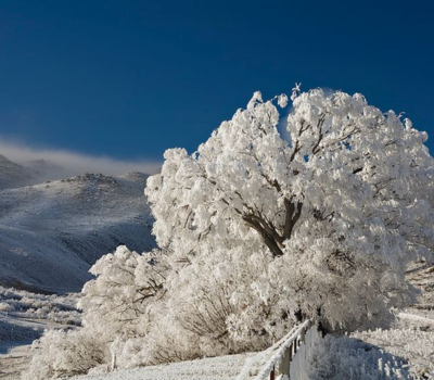 Hoar Frost