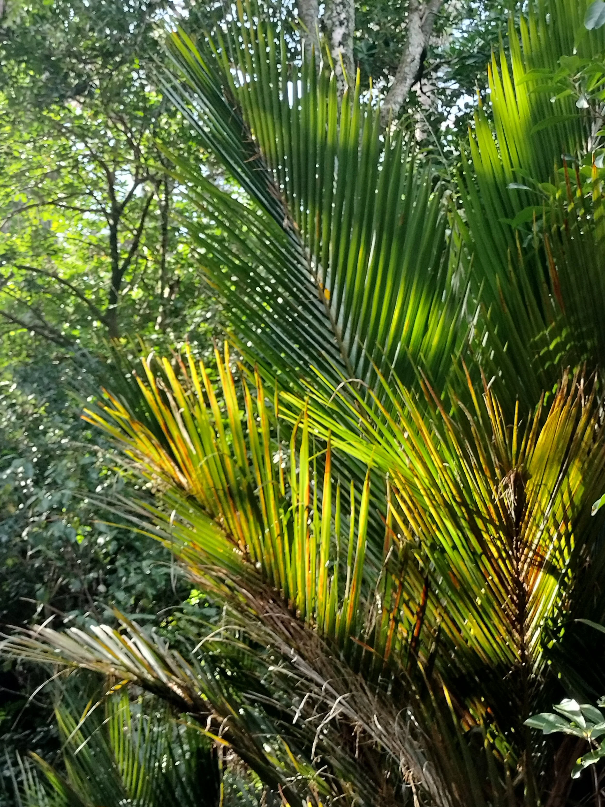 Close-up of a green palm tree with long slender leaves and a lush background of other greenery.