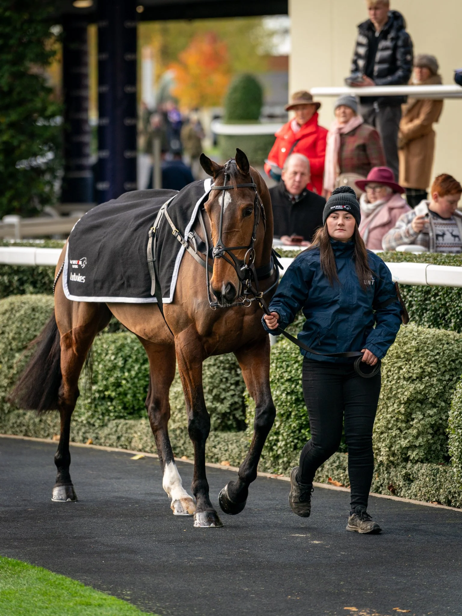 A person in a navy jacket leading a brown horse with a black blanket at a racetrack, with spectators in autumn clothing in the background.
