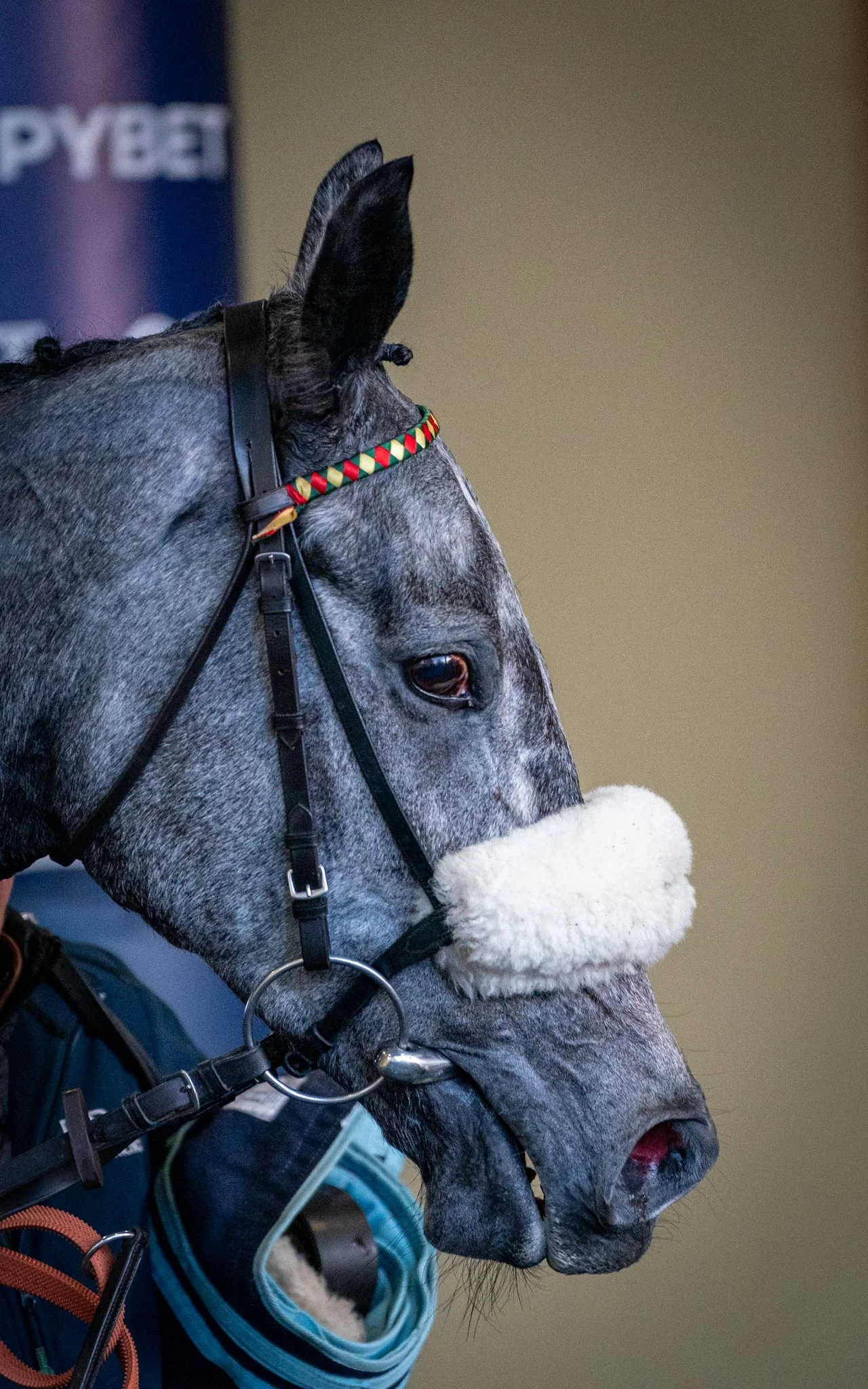 Close-up of a gray horse with a white fluffy nose, wearing a colorful patterned noseband, bridle, and a blue harness, with a blurred background.