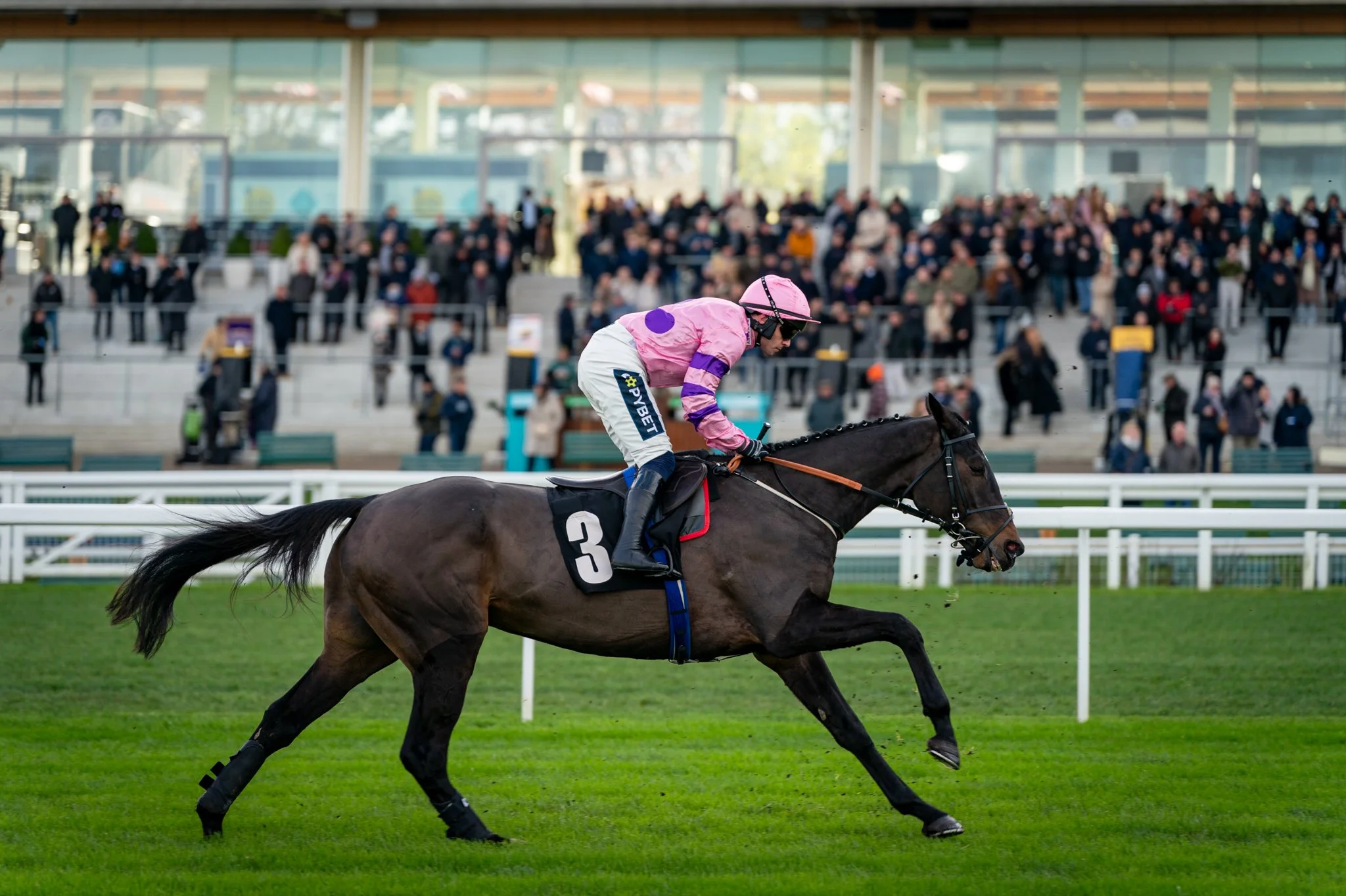 A jockey in pink and purple silks riding a dark racehorse with the number 3 during a horse race at a racetrack with a crowd of spectators in the background.