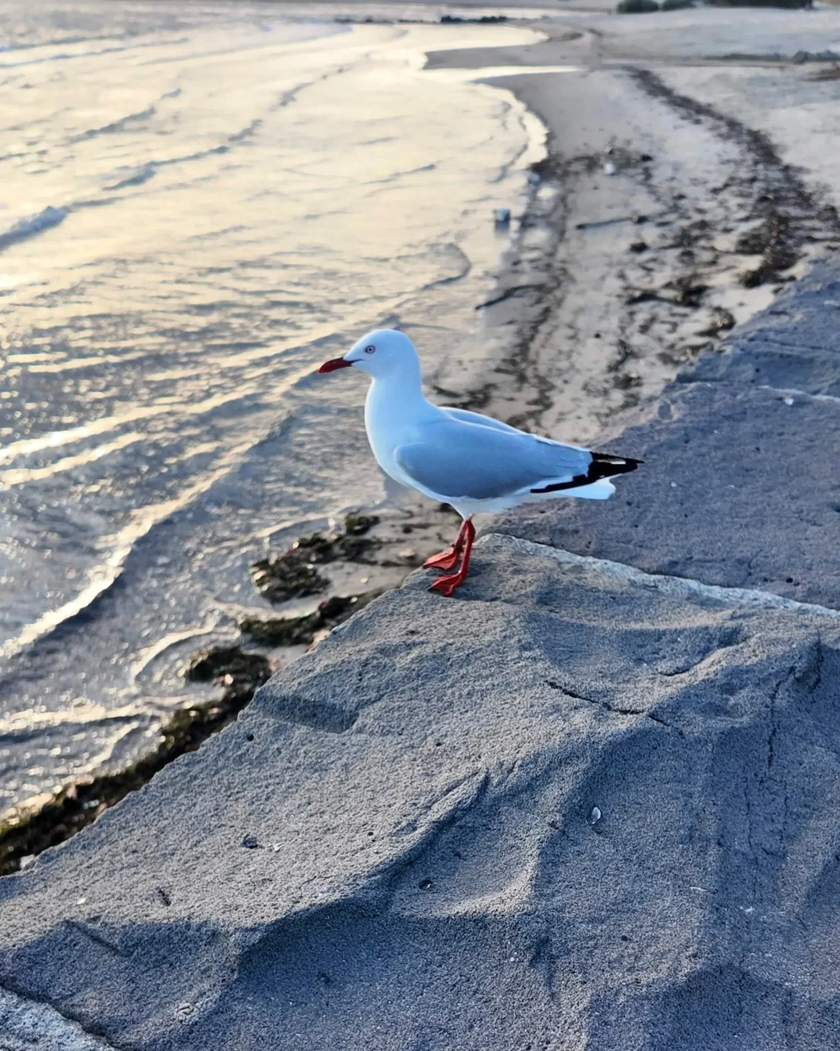 BIRD JOURNAL