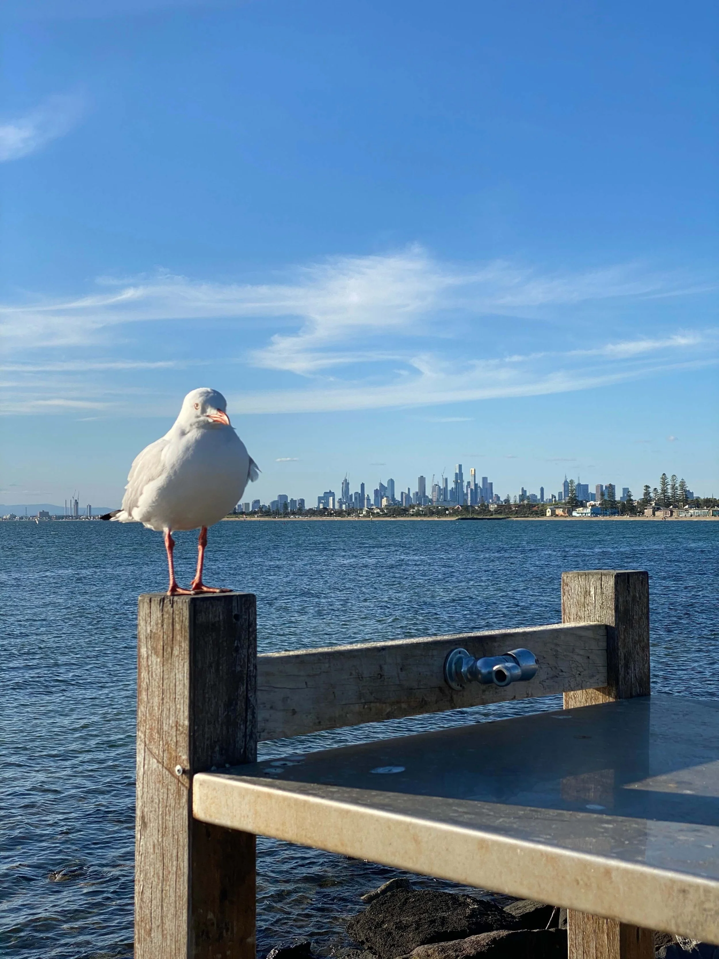 A seagull standing on a wooden railing at the water's edge with a Melbourne CBD city skyline in the background and blue sky with scattered clouds.