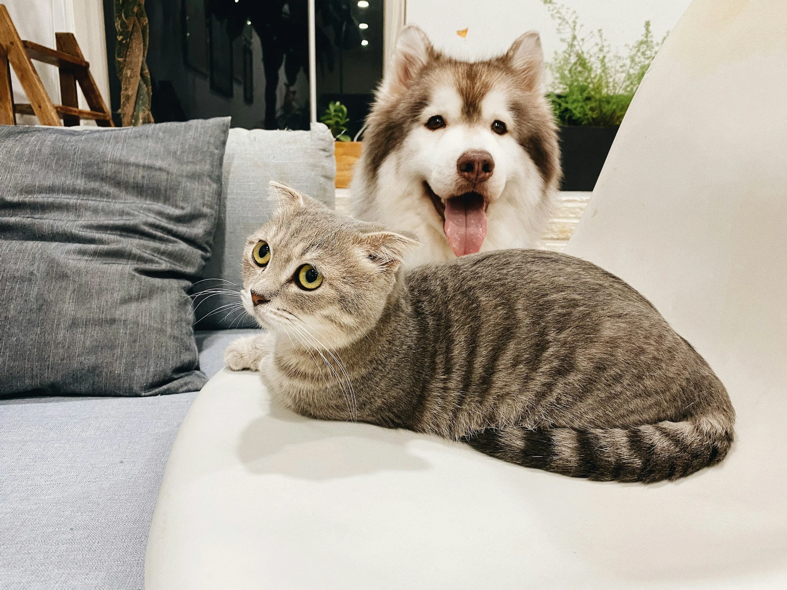 A grey and white Siberian Husky dog with its tongue out standing next to a grey tabby cat with yellow eyes on a white surface, with pillows and a dark background.