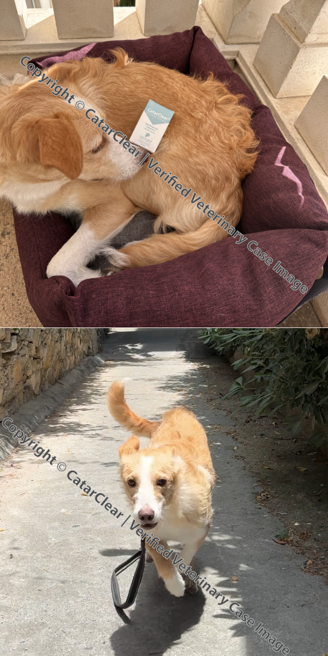 Two photos of a small, fluffy, golden and white dog, one lying down on a dog bed and the other walking outside on a leash.