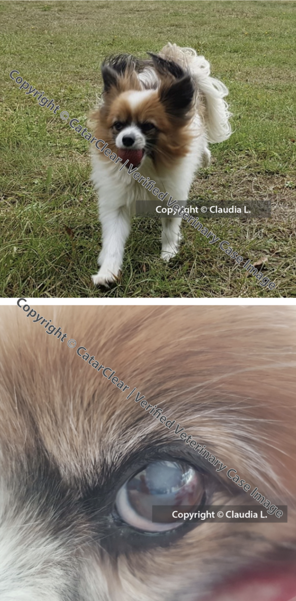 A small dog with brown, white, and black fur walking on grass, and a close-up of another dog's eye.