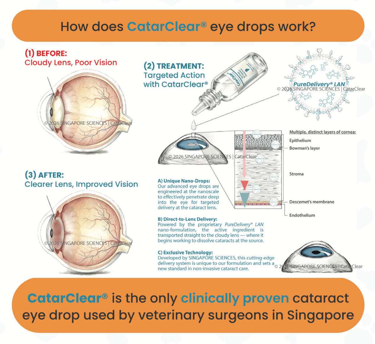 Diagram showing how CatarClear eye drops improve vision by treating cataracts. The image shows a cloudy lens before treatment and a clearer lens after treatment, with labels and explanatory text.