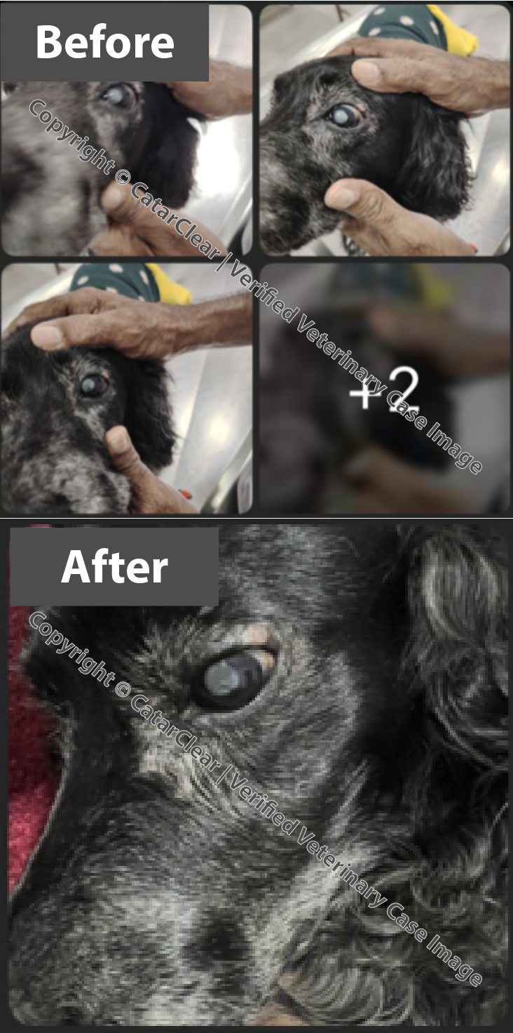 Sequence of images showing a dog's eye condition before and after treatment. The 'Before' photos display a dog with cloudy and damaged eyes, while the 'After' photo shows the dog with clearer, healthier eyes.
