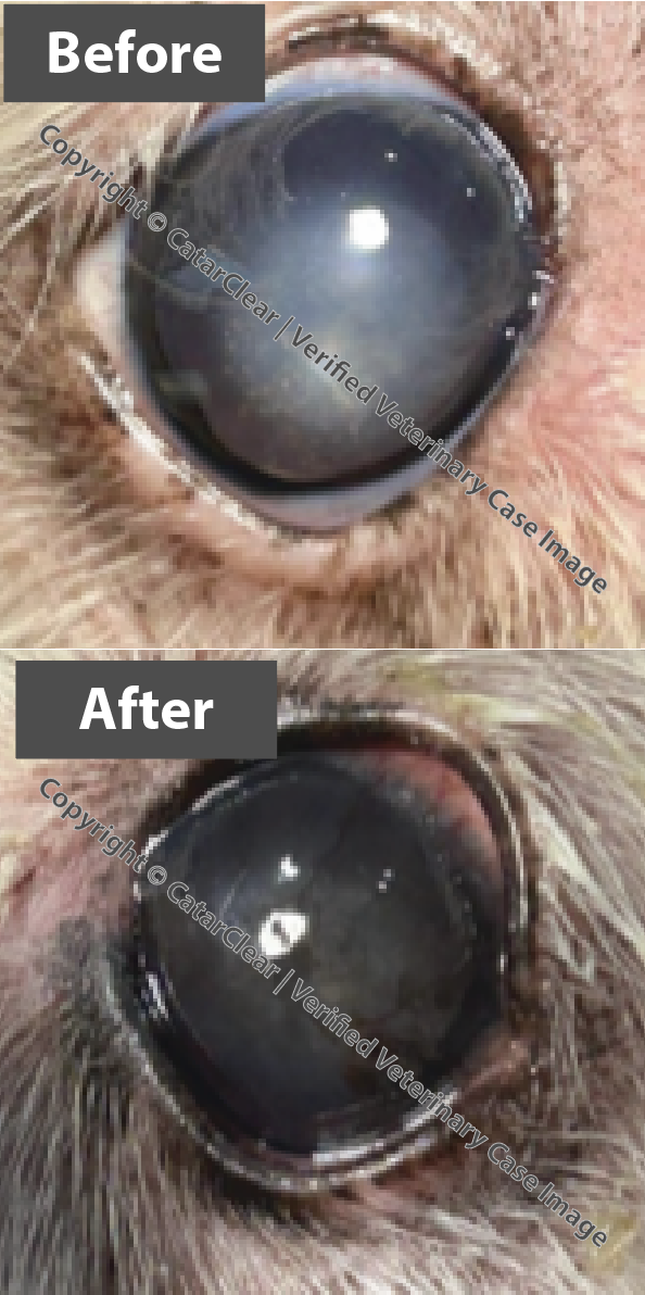 Comparison photos of a dog's eye before and after veterinary treatment, showing improvement in eye condition.