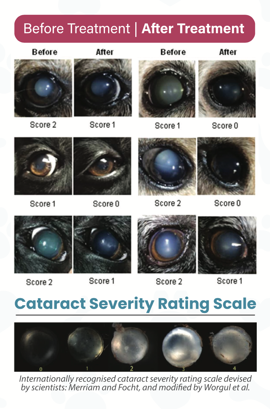 Visual comparison of eyes before and after treatment, showing improvement in cataract severity with images labeled with scores from 0 to 2. Includes a cataract severity rating scale at the bottom, with examples of cataract progression from score 0 to 4, based on a recognized scientific scale.
