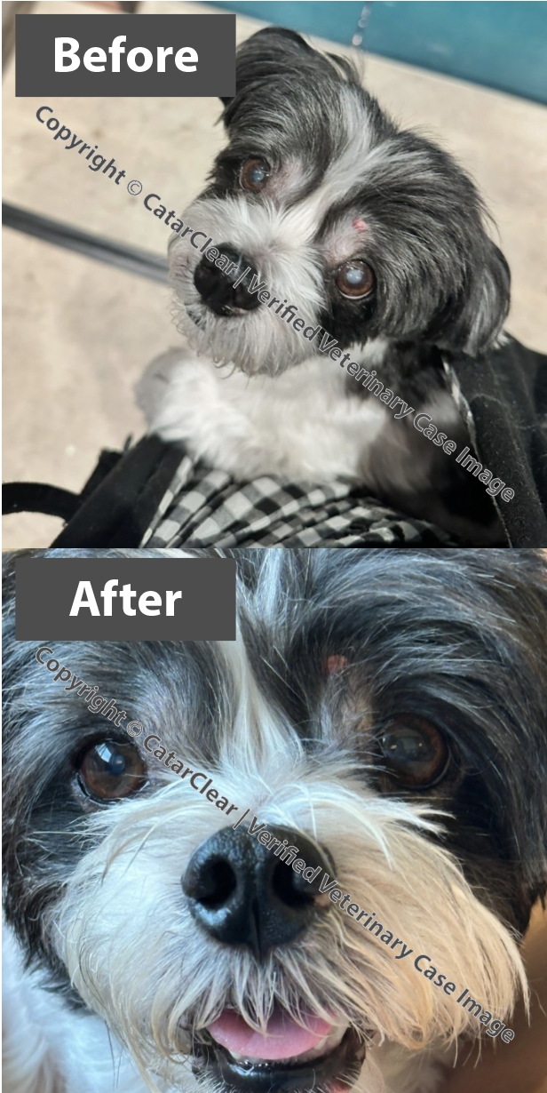 Comparison of a small dog with a grey and white coat before and after a grooming or medical treatment. In the 'before' image, the dog has a slightly dirty face and wet fur around its nose. In the 'after' image, the dog appears cleaner, with a shiny nose, a happy expression, and well-groomed fur.
