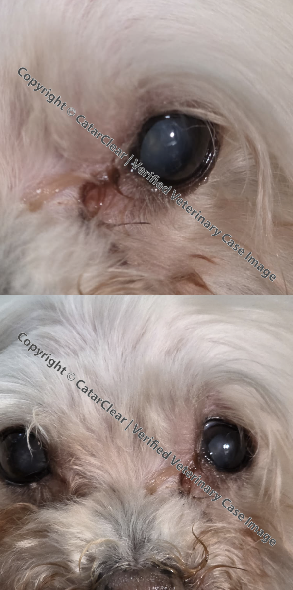 Close-up photo of a small dog with cloudy eyes, indicating possible eye condition or cataracts.