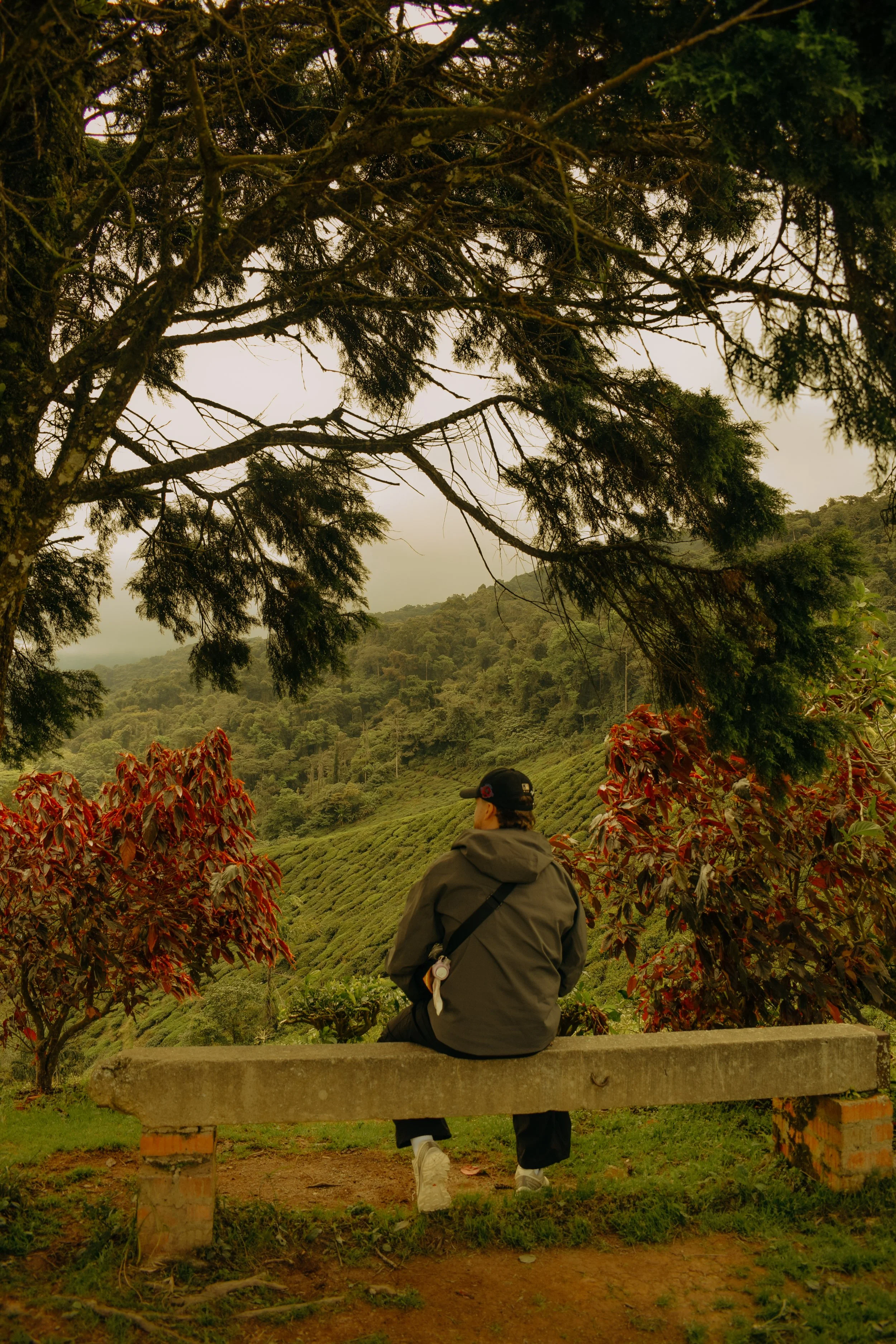 A person sitting on a concrete bench, wearing a gray jacket and white sneakers, facing away and looking at a lush green hill with trees, with large branches and leaves overhead.