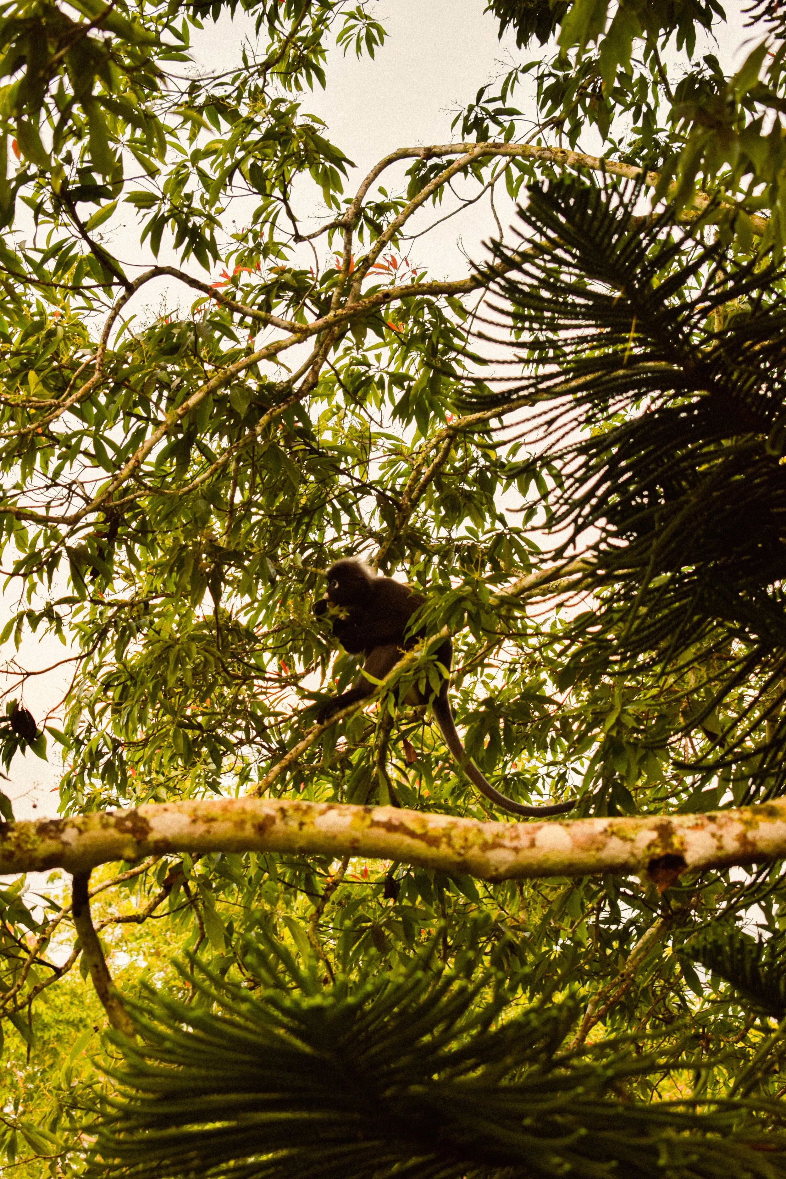 Photo of a chimpanzee sitting in a tree surrounded by green leaves and branches.