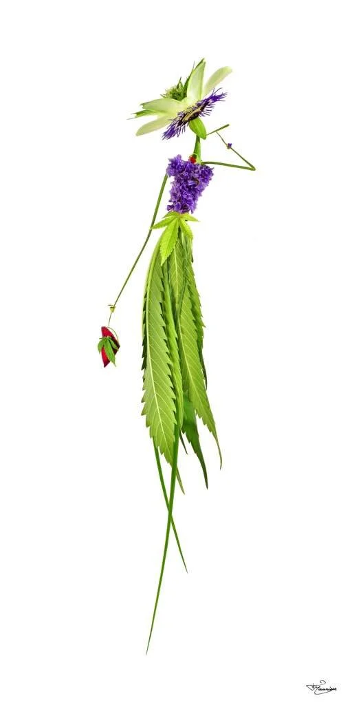 François Maurisse / Les Herbettes / Botanica