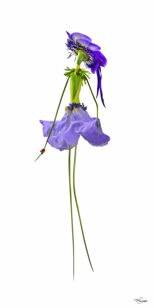 François Maurisse / Les Herbettes / Botanica