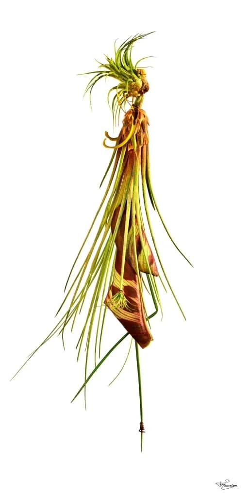 François Maurisse / Les Herbettes / Botanica
