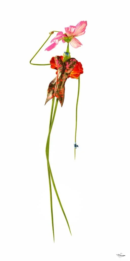 François Maurisse / Les Herbettes / Botanica