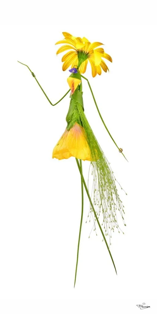 François Maurisse / Les Herbettes / Botanica