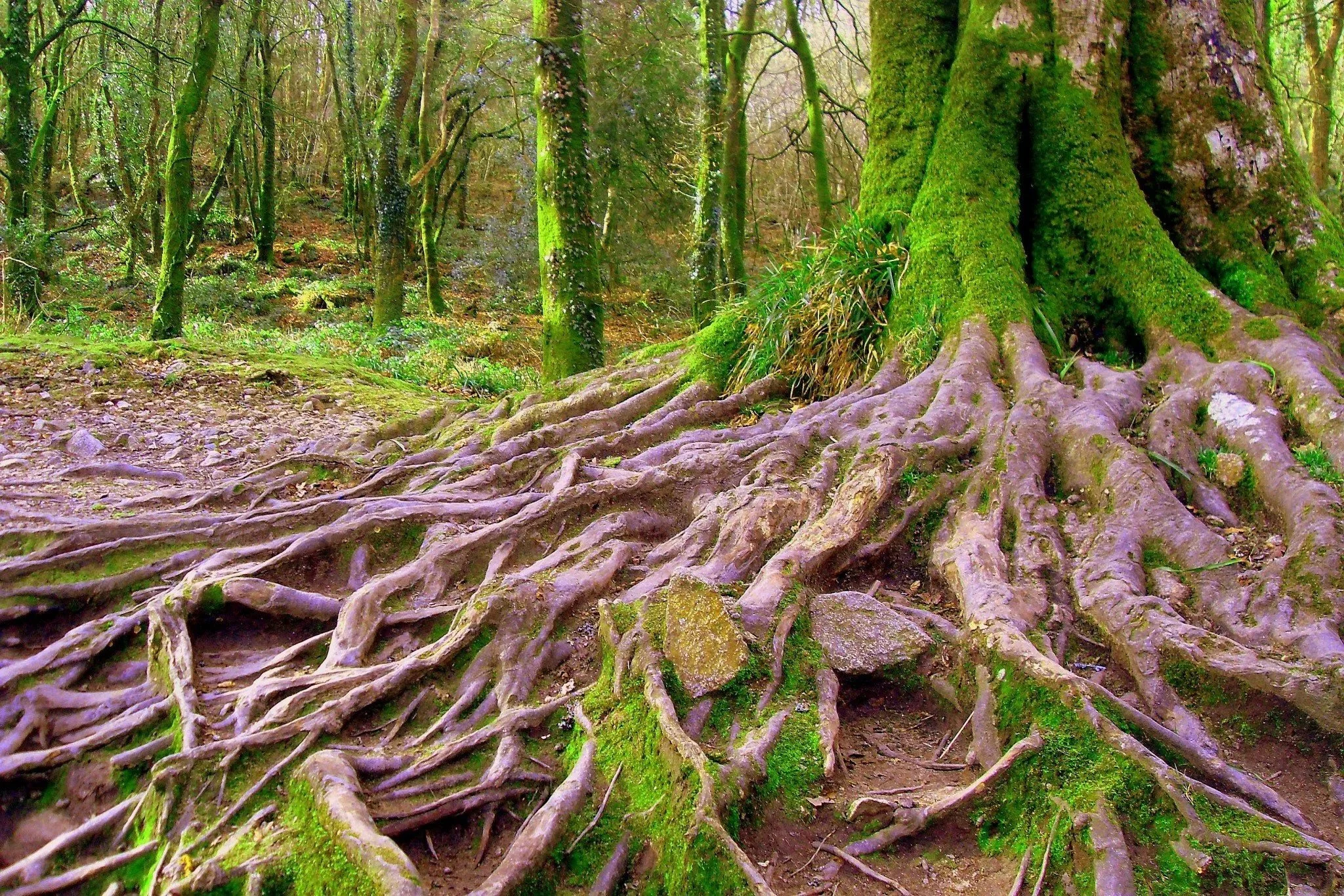 The Roots of this…