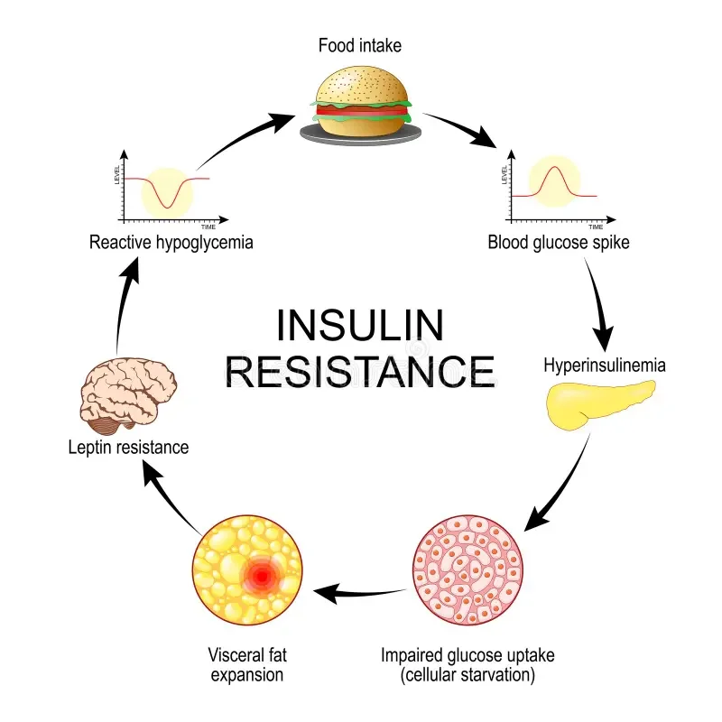 Diagram showing the cycle of insulin resistance, including food intake, blood glucose spike, hyperinsulinemia, impaired glucose uptake, visceral fat expansion, leptin resistance, reactive hypoglycemia, and the central role of insulin.