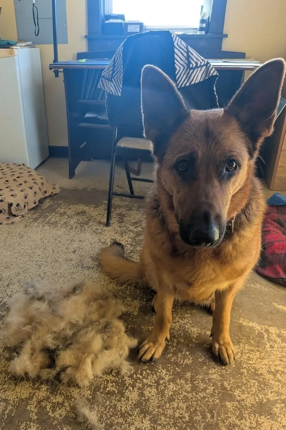 A German Shepherd dog sitting on a carpeted floor in a room, with a pile of dog fur in front of it. There is a pillow on the floor to the left and a desk with a chair in the background near a window.