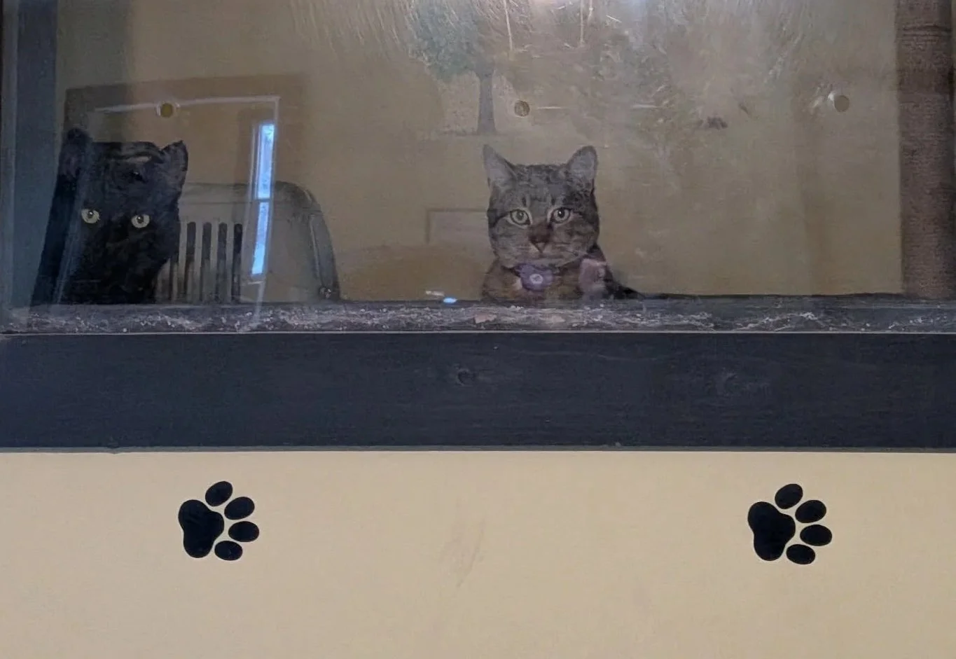 Two cats looking through a glass enclosure, with paw print decals on the front.