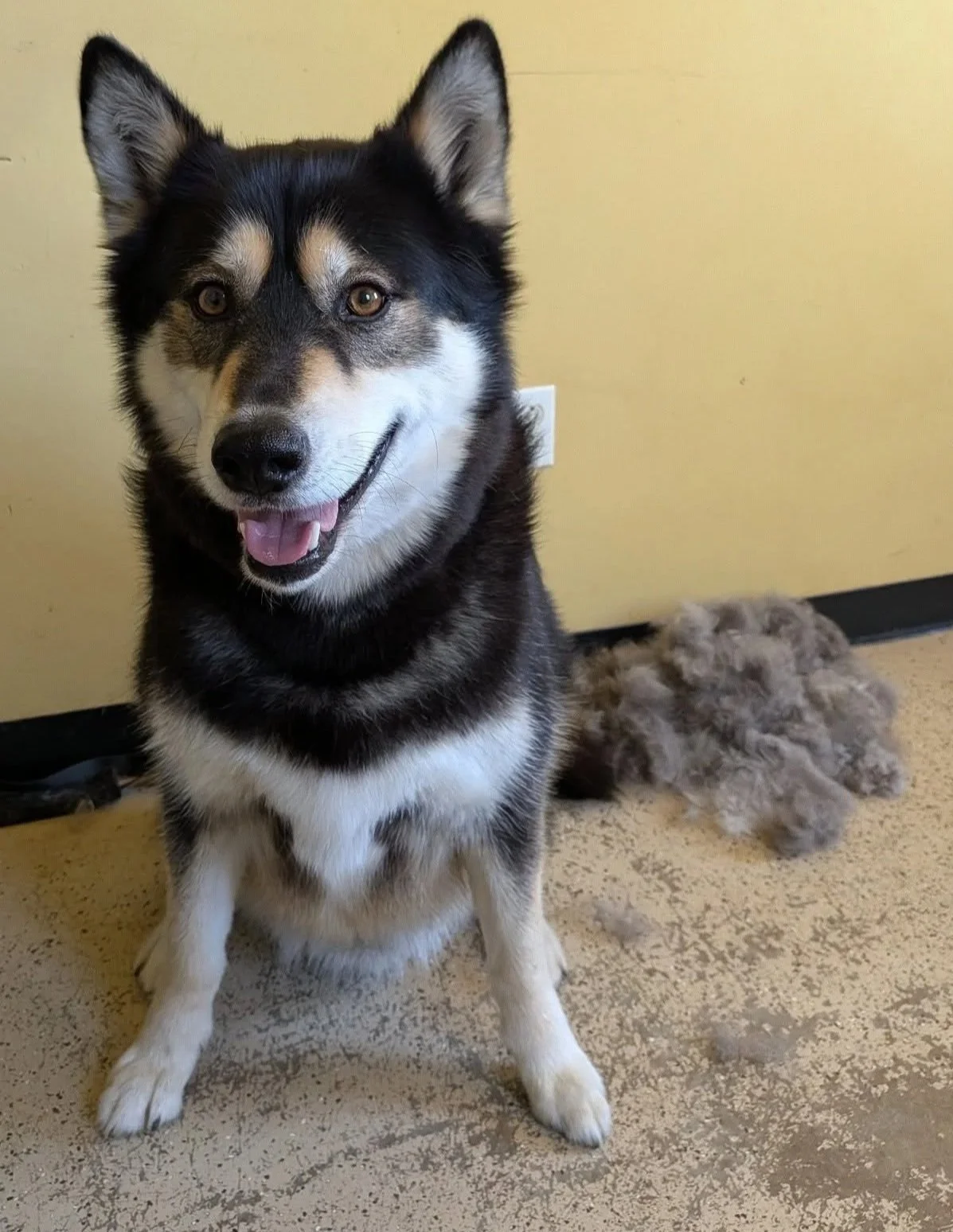 A happy black and white dog, possibly a Siberian Husky, sitting on the floor with a fluffy gray toy behind it. The dog is indoors against a yellow wall.