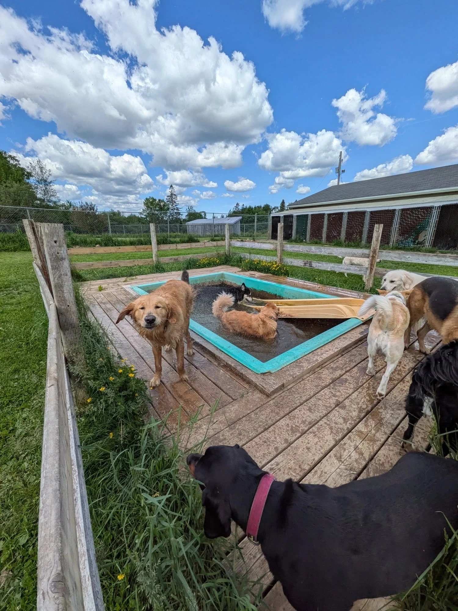 A group of dogs gathered around a small pool on a wooden deck outdoors. The sky is partly cloudy, and the area is enclosed by a wooden fence with some greenery and a building in the background.