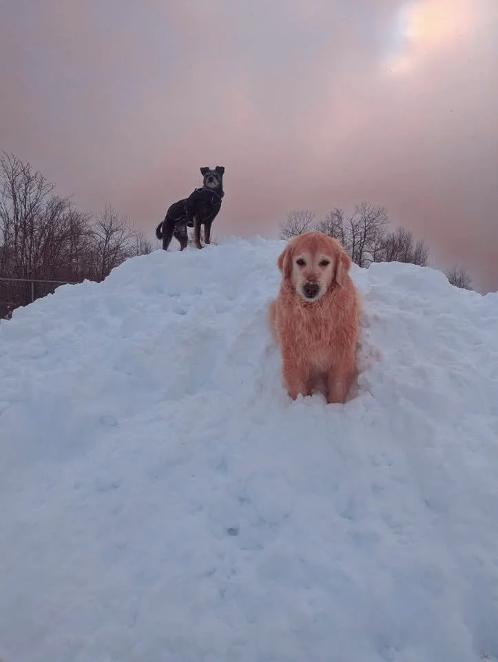 Two dogs standing on a snowy hill with a cloudy sky in the background.