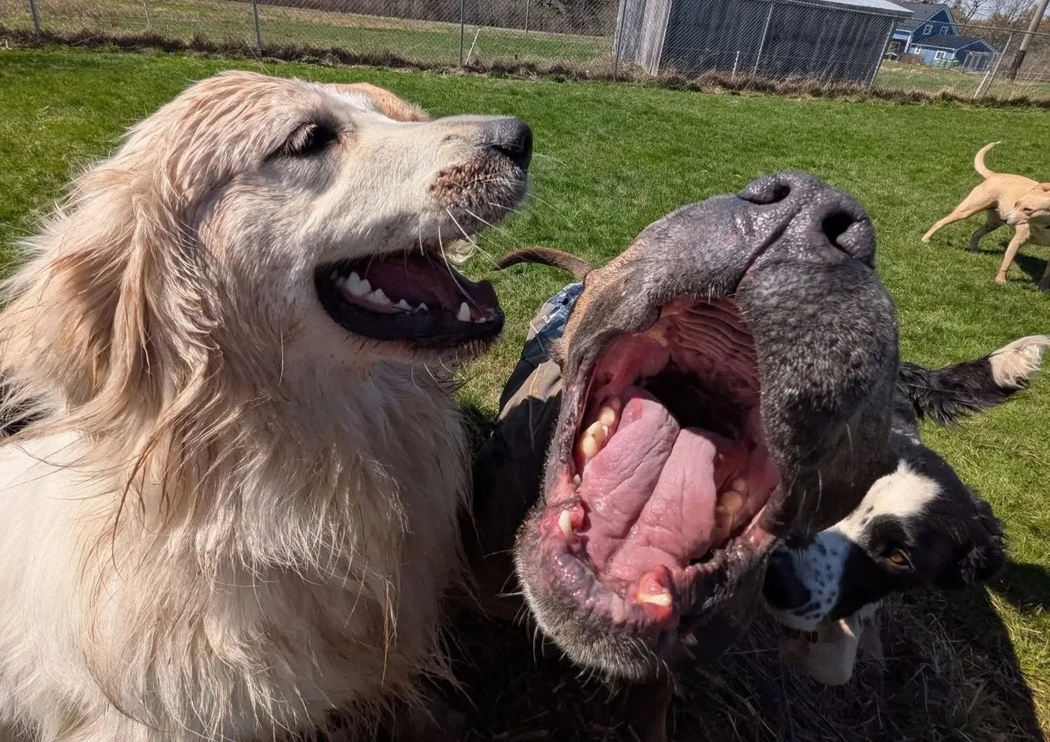 Three dogs with open mouths in a grassy yard, one tan long-haired dog, a black and white dog, and a black dog barking or yawning, with a background of a fence, houses, and another dog in the distance.