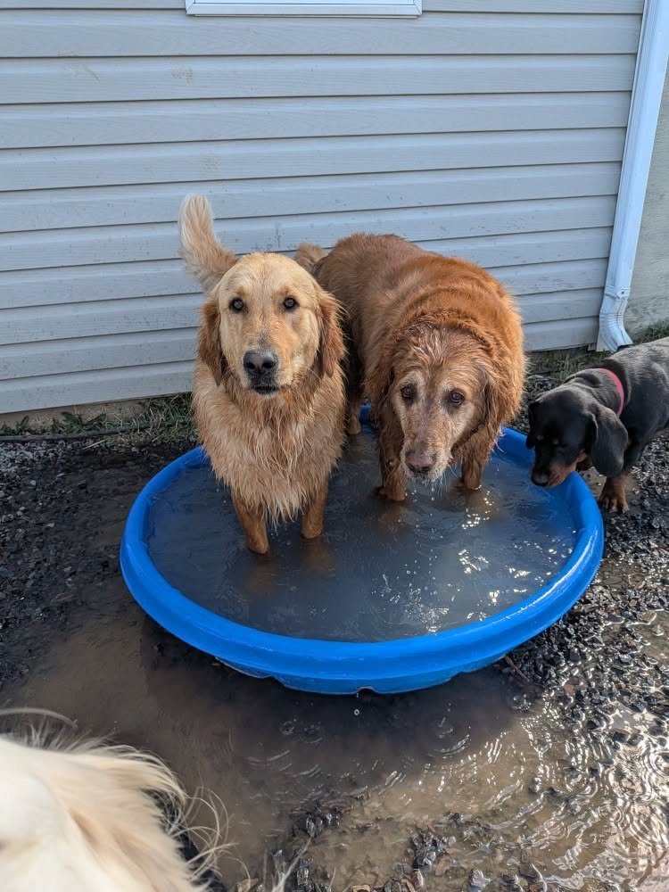 Three dogs standing in a small blue plastic pool filled with water outside a house with beige siding. Two of the dogs are wet, and there is a third smaller dog nearby outside the pool.